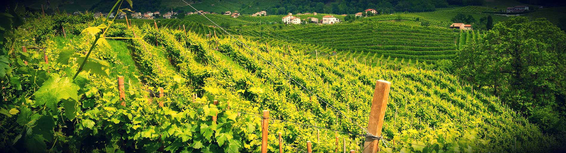 Casa Vinicola Silvestroni - Rosso Piceno Pliniù D.O.C.
