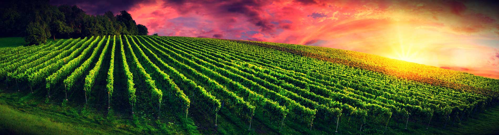 Rubin vino rosso