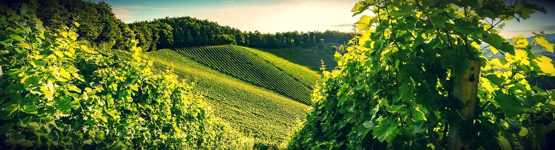 Marche Trebbiano Soleil I.G.T.