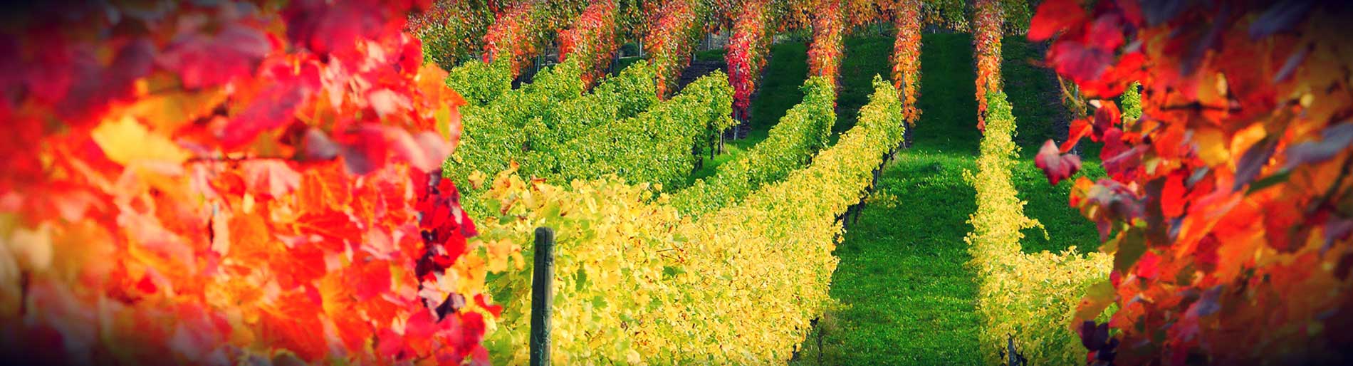 Verdicchio dei Castelli di Jesi Anfora D.O.C.